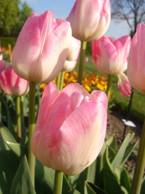 Tulipa double tardive 'Up Star' PB 13